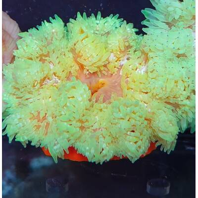 Heteractis Malu Yellow  Milky Anemone 1