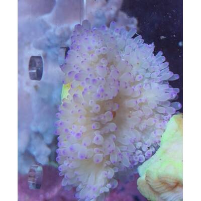 Heteractis Malu Purple Sand Anemone