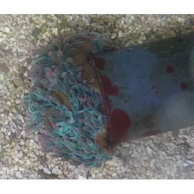 Entacmea Quadricolor Multicolour Corn Anemone Orange Tips 1