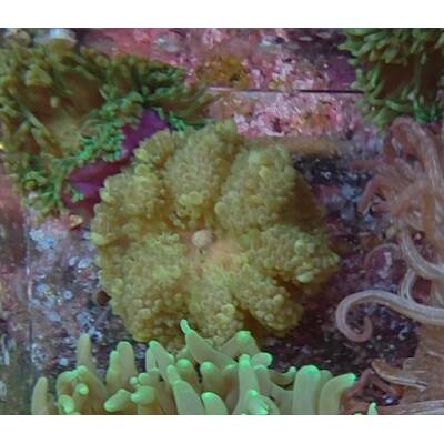 Heteractis Malu Green  Sand Anemone