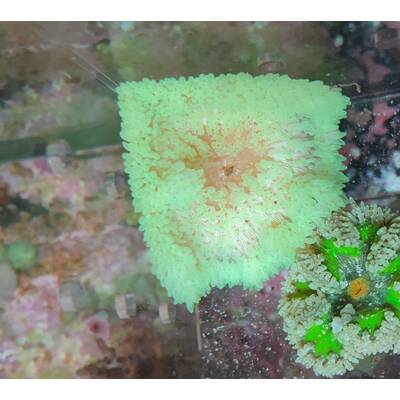 Heteractis Malu Green  Sand Anemone 1