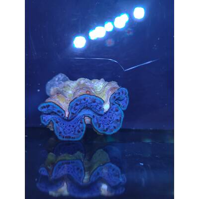 Tridacna Maxima Blue (6cm)