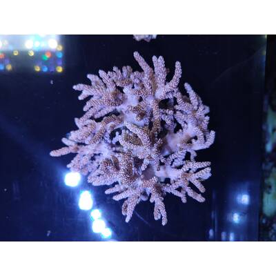 Capnella spp. (Bali)