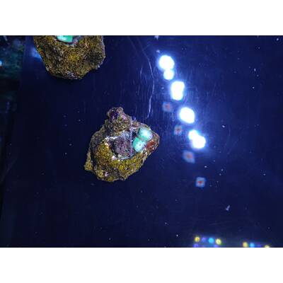 Duncanopsammia Axifuga (2 polyps)