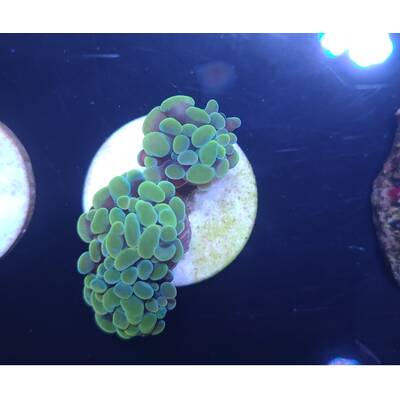Euphyllia Paraancora (Yellow-Gold)