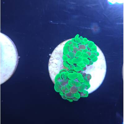 Euphyllia Paraancora (Two Tone)