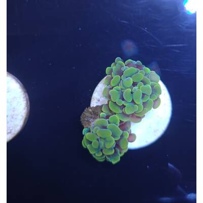 Euphyllia Paraancora (Yellow-Gold) 1