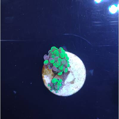 Euphyllia Paraancora (Two Tone) 1