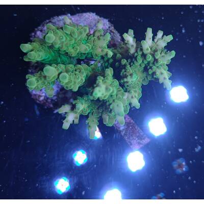 Acropora sp 7