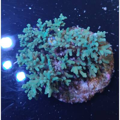 Acropora sp 11