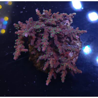 Acropora sp 21