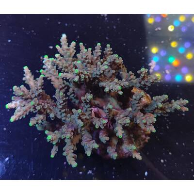 Acropora sp 27