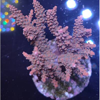 Acropora sp 29