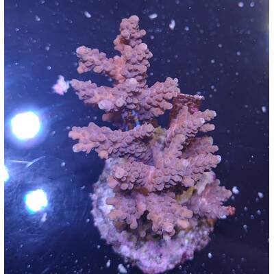 Acropora sp 31
