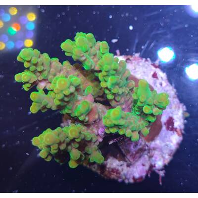 Acropora sp 36