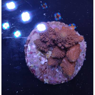 Acropora sp 38