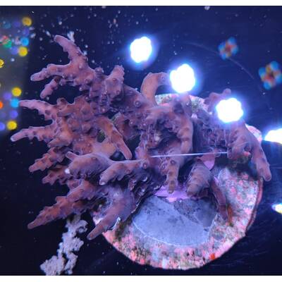 Acropora sp 44