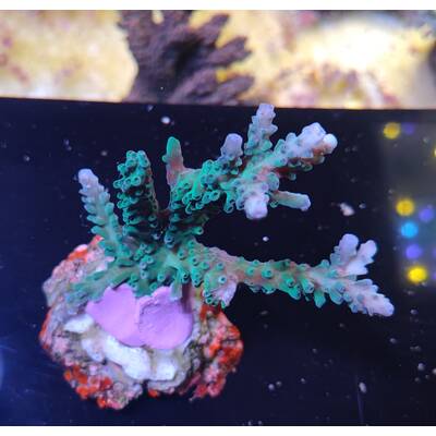 Acropora sp 48