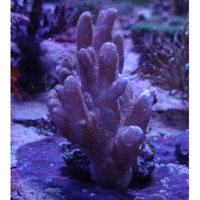 Lithophyton spp.
