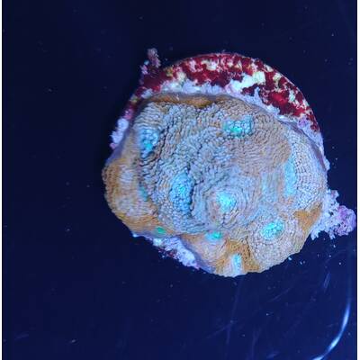Acanthastrea lordhowensis Ultra