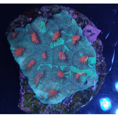 Favia spp. (Red) (Premium) 1