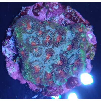 Favia spp. (Red) (Premium) 2