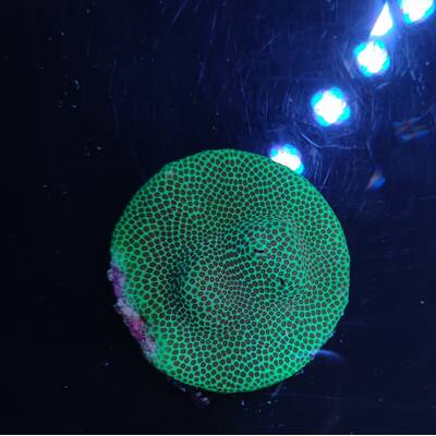 Porites spp. (Encrusting) (Red Polyp
