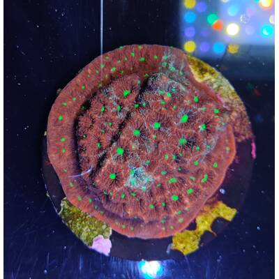 Favites spp. (Red) (Premium)