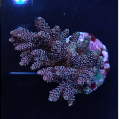 Acropora Millepora Rainbow 1