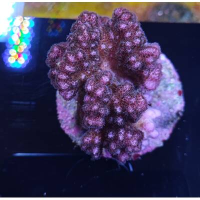 Pocillopora Verrucosa Pink