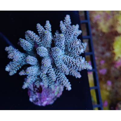 Acropora Tenuis (Greenish)