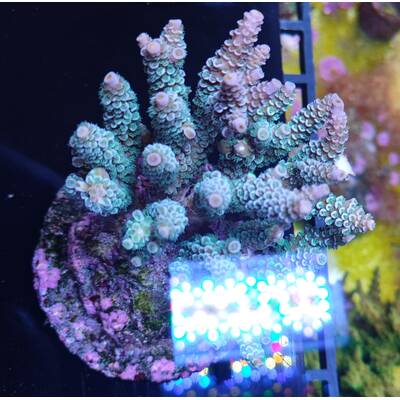 Acropora Tenuis