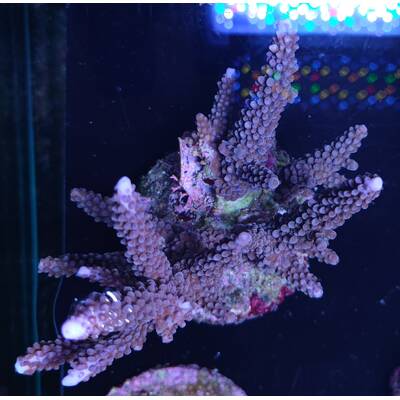 Acropora Blue 1
