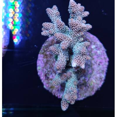 Acropora Millepora Rainbow