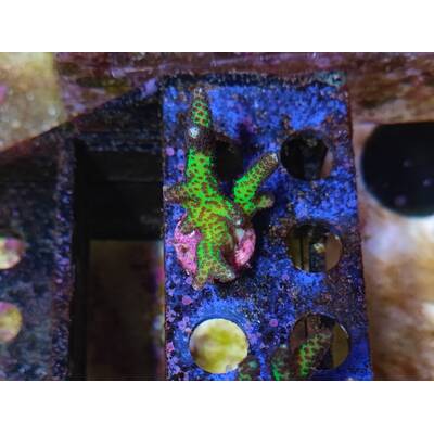 Seriatopora guttatus (Bird of Paradise) 2