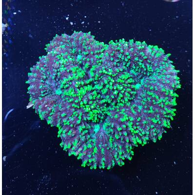 Symphyllia spp. (Green)