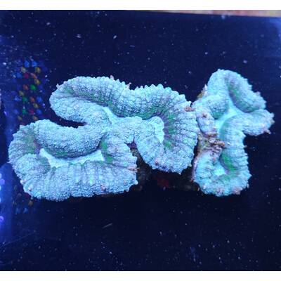 Lobophyllia sp. Green