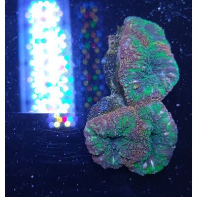 Symphyllia spp. (Green) 1