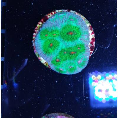 Echinophyllia Sp Avatar