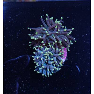 Euphyllia Glabrescens (Orange/Pink) 1