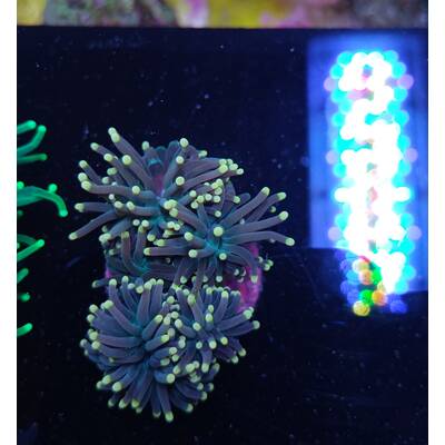 Euphyllia Glabrescens (Orange/Pink)