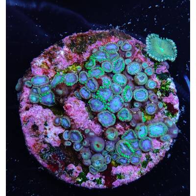 Zoanthus sp. (Special Colored)