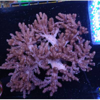 Lithophyton spp.