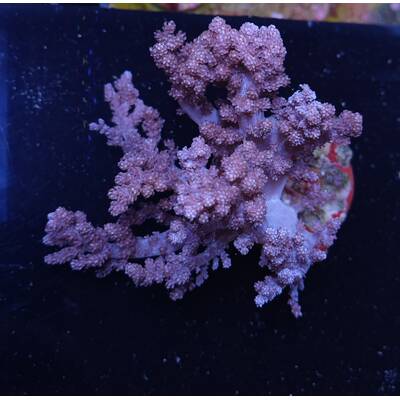 Capnella spp. (Bali)