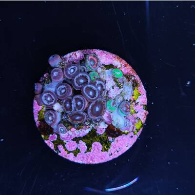 Zoanthus sp. (Pink) (Ultra)