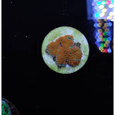 Ricordea florida (Red-Orange - 1 ear)
