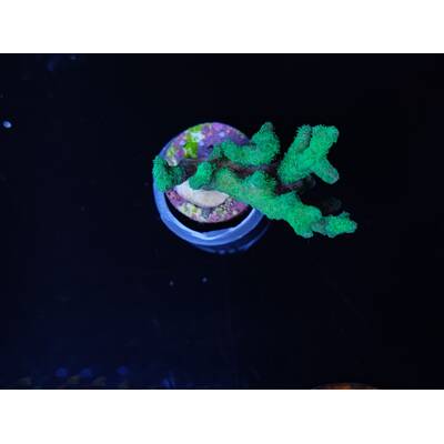 Pocillopora Damicornis (Yellow-Green) (frag)