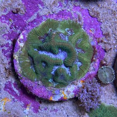 Platygyra spp. (Premium)