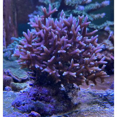 Seriatopora Hystrix (Pink) L