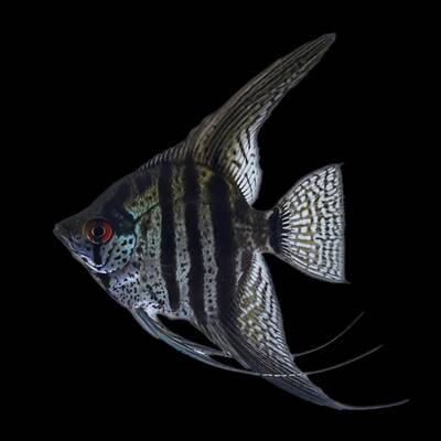 Pterophyllum Scalare Zebra Pinoy 3-3.5cm